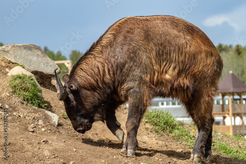 Photography The artiodactyl mammal Takin. Budorcas taxicolor.