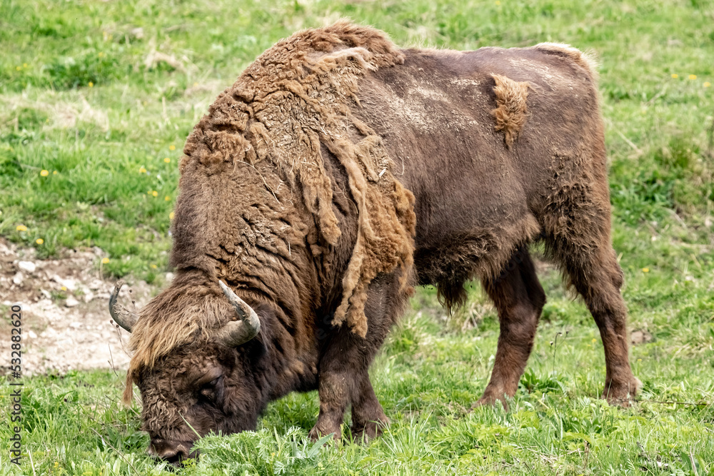 Bison. European bison. Bison bonasus. Bison. European bison. Bison bonasus.