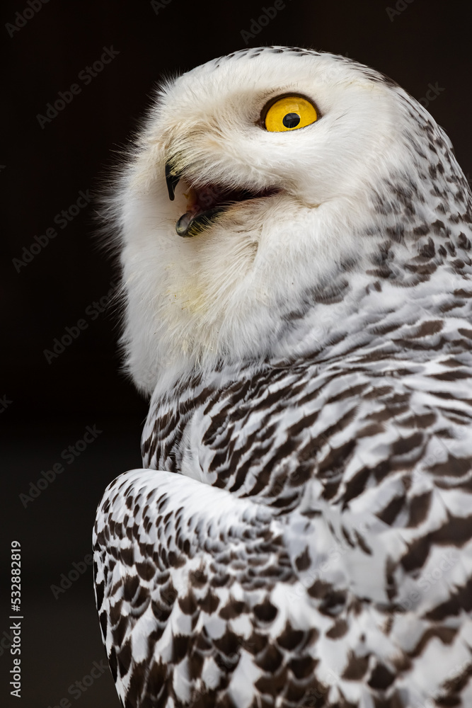 Obraz premium The white owl. Polar owl. White polar owl. Bubo scandiacus. Nyctea scandiaca.