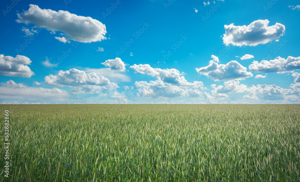 Obraz premium Beautiful landscape with field of rye and blue sky with clouds.