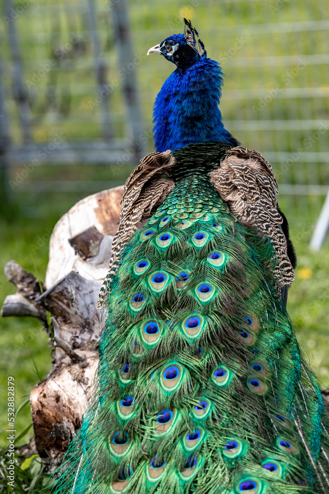 Obraz premium Peacock. indian peacock. An ordinary peacock. Pavo cristatus.