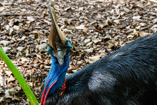 rare cassowary looking straight to camera photo