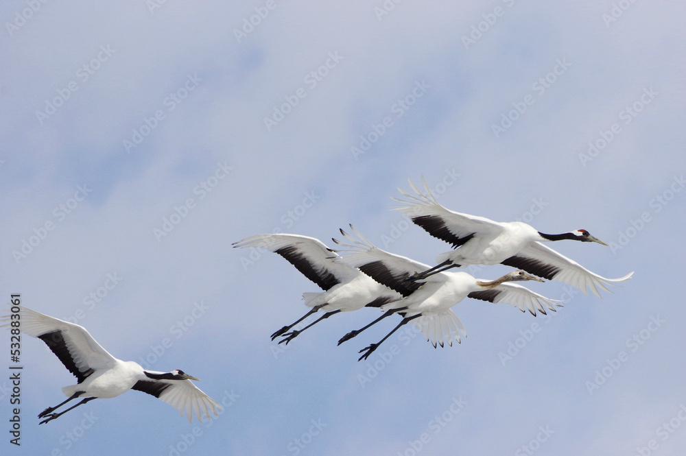 Red-crowned Cranes in flight, Hokkaido in Japan Red-crowned Cranes in flight, Hokkaido in Japan