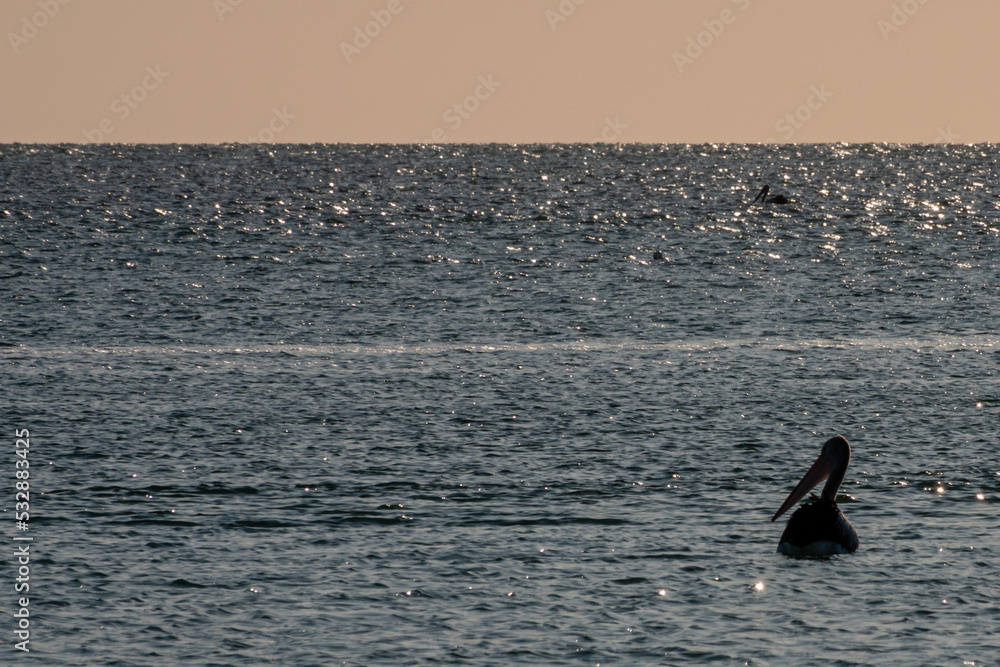 Fototapeta premium silhouette of pelican on ocean