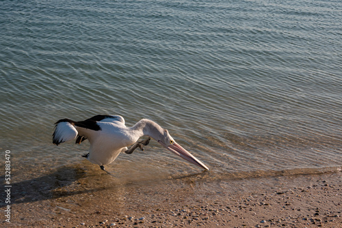 pelican cleaning itself on beach