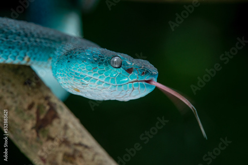Close up shot of female blue viper, blue white lipped Island pit viper snake Trimeresurus insularis on a branch with bokeh background 