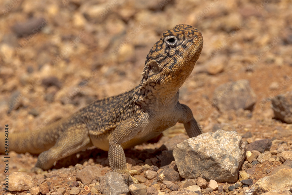 Central Netted Dragon in South Australia Central Netted Dragon in South Australia