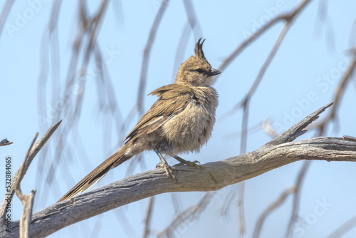 фотографія Chiming Wedgebill in South Australia