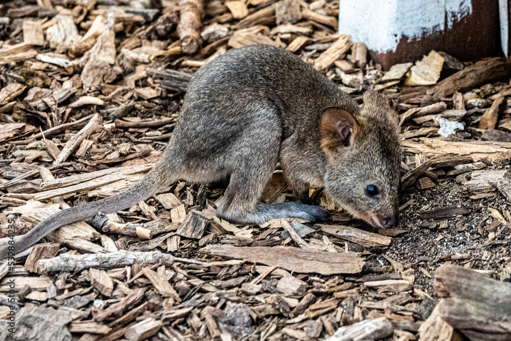 baby quokka on wooden ground baby quokka on wooden ground