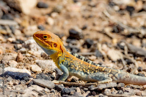 Painted Dragon in South Australia