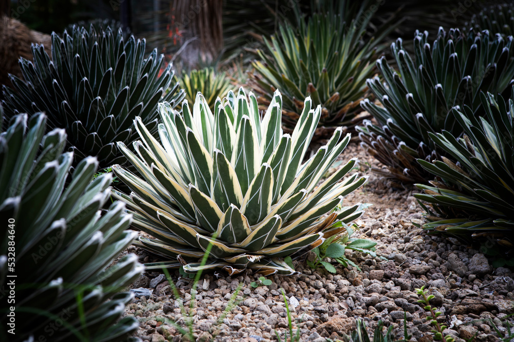 agave victoria planting in succulent garden agave victoria planting in succulent garden