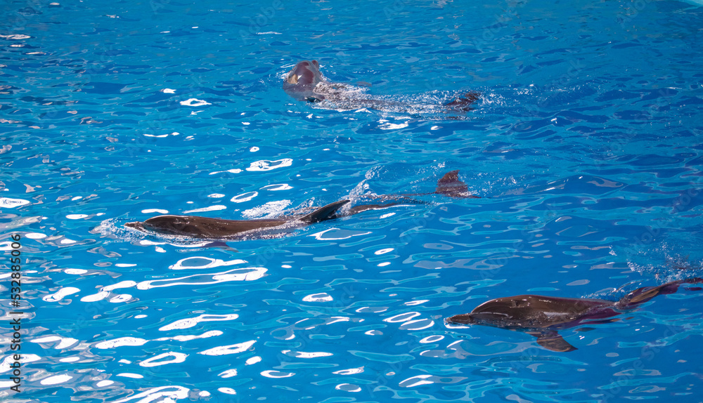 Dolphin swims in the pool.