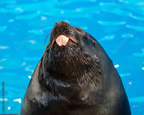 Portrait of a sea lion in the pool.