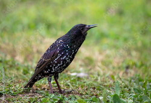 Starling on the green grass in the park.