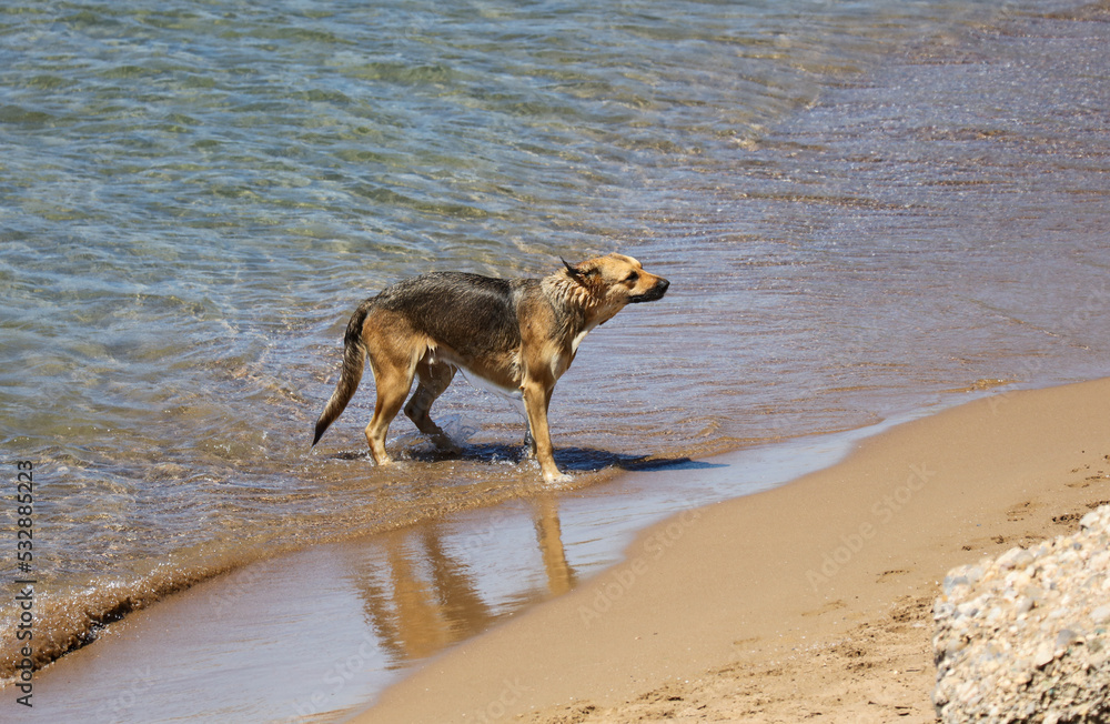 The dog swims in the sea.