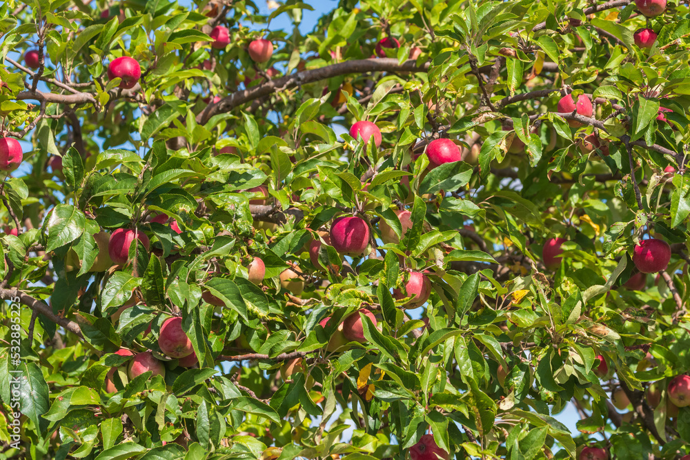 Ein Baum voller roter Äpfel