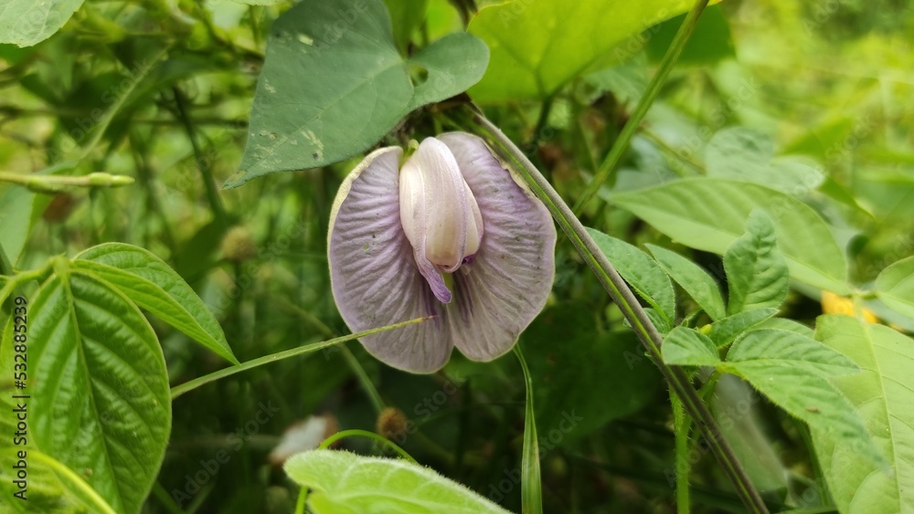 Centrosema virginianum is a species of plant from the butterfly pea species belonging to the Fabaceae tribe. This plant is widespread in Uruguay, West Hindi, southeastern America, to Africa. Centrosem Centrosema virginianum is a species of plant from the butterfly pea species belonging to the Fabaceae tribe. This plant is widespread in Uruguay, West Hindi, southeastern America, to Africa. Centrosem