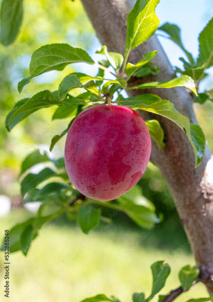 Ripe red plum on tree branches in summer. Ripe red plum on tree branches in summer.