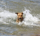 The dog swims in the sea.