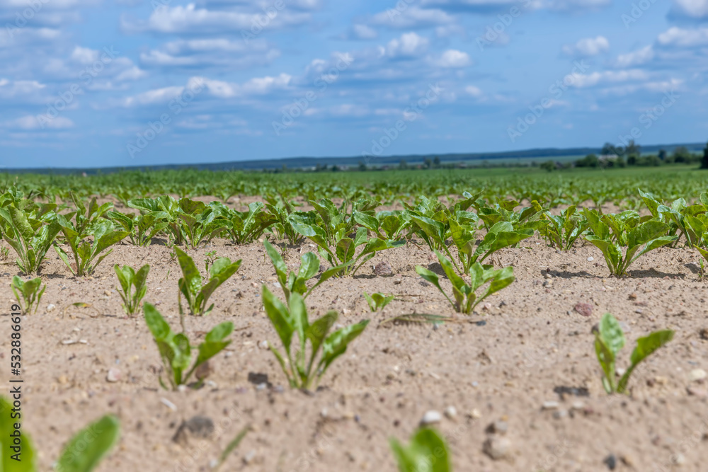 Sugar beet in an agricultural field in the summer Sugar beet in an agricultural field in the summer