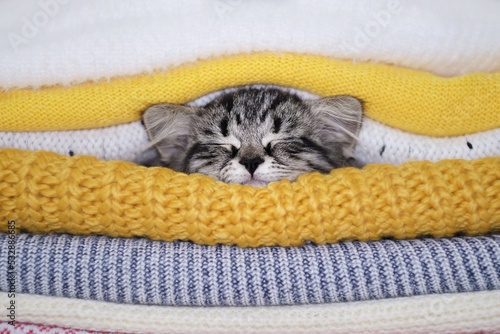 warming up in winter, gray kitten sleeps in a pile of knitted sweaters. winter season concept. autumn mood.