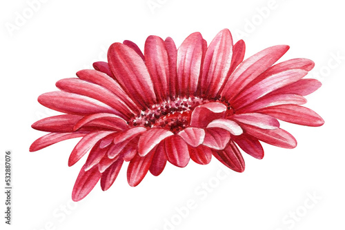 Gerbera, chrysanthemum, carnation, Red flower on a white background, watercolor illustration,botanical painting