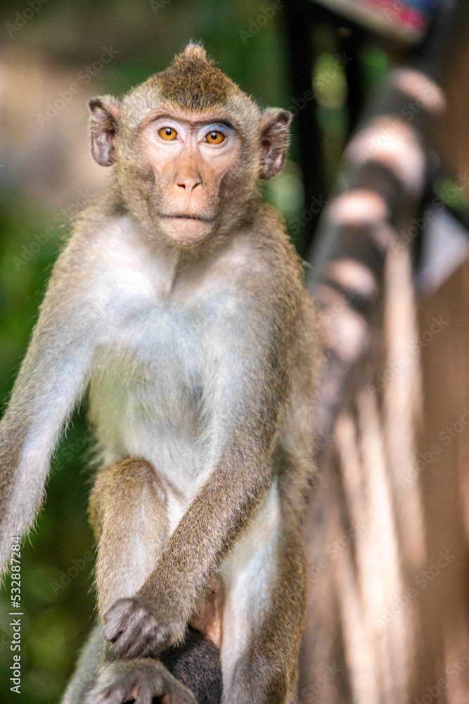 The wild crab-eating macaque (Macaca fascicularis) in khao kheow zoo Thailand.
A primate native to Southeast Asia
It has a long history alongside humans, the subject of medical experiments. The wild crab-eating macaque (Macaca fascicularis) in khao kheow zoo Thailand.
A primate native to Southeast Asia
It has a long history alongside humans, the subject of medical experiments.