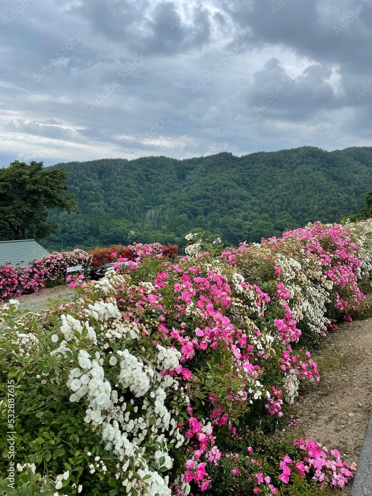Obraz premium Takato Rose Festival 2020