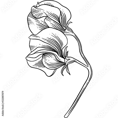 Hand drawn Sweet Pea Flower Sketch Illustration