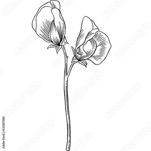 Hand drawn Sweet Pea Flower Sketch Illustration
