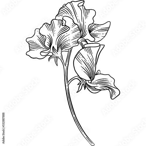 Hand drawn Sweet Pea Flower Sketch Illustration