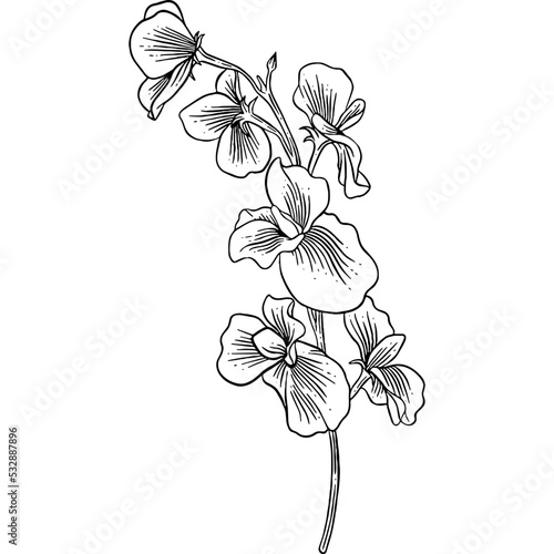 Hand drawn Sweet Pea Flower Sketch Illustration