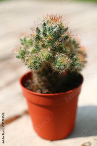 Mammillaria elongata kaktus