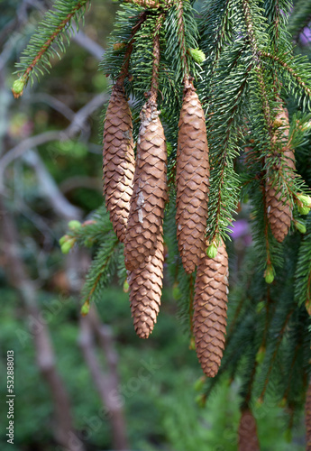 Evergreen Tree with Pine Cones Hanging Down