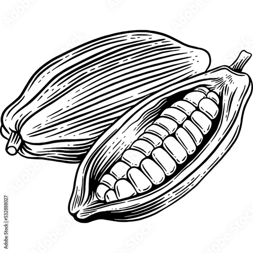 Hand drawn Cacao Sketch Illustration