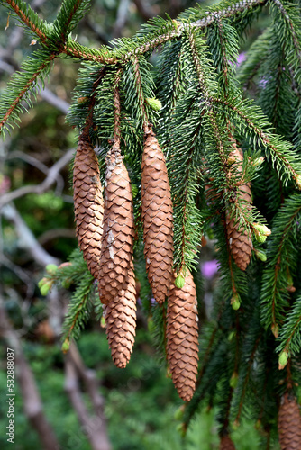 Pine Cones Hanging Down from an Evergreen