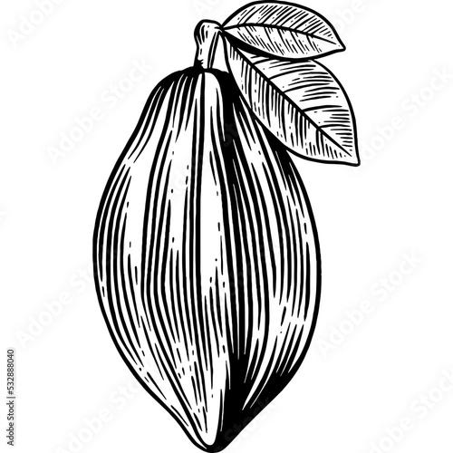 Hand drawn Cacao Sketch Illustration
