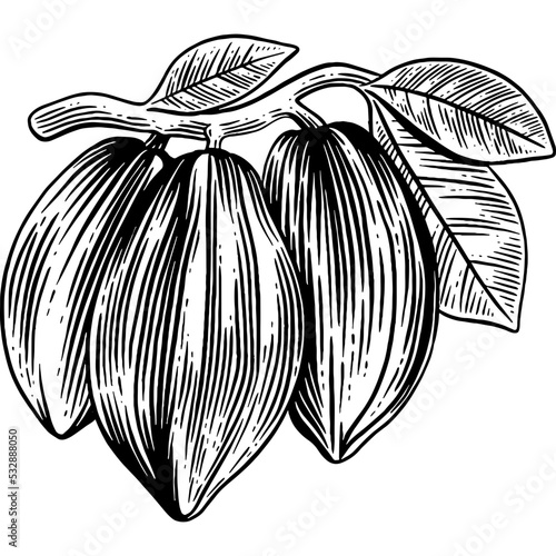 Hand drawn Cacao on a Branch Sketch Illustration