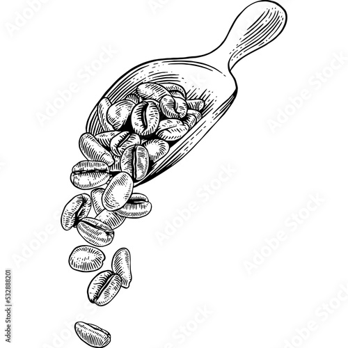 Hand drawn Scoop of Coffee Beans Sketch illustration