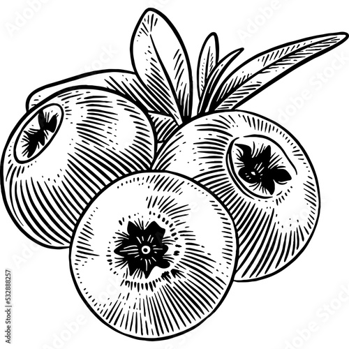 Hand drawn Blueberries Sketch Illustration