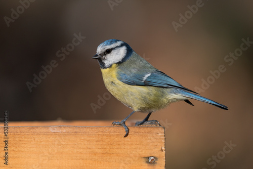 A blue tit on a bird feeder