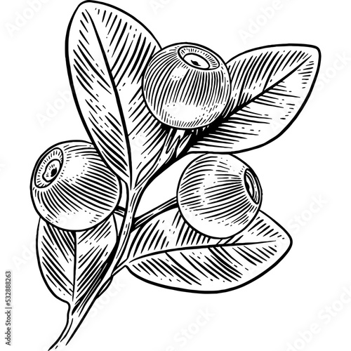 Hand drawn Blueberries Sketch Illustration