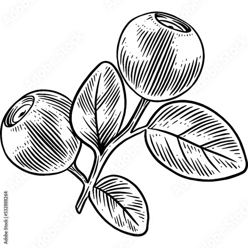 Hand drawn Blueberries Sketch Illustration