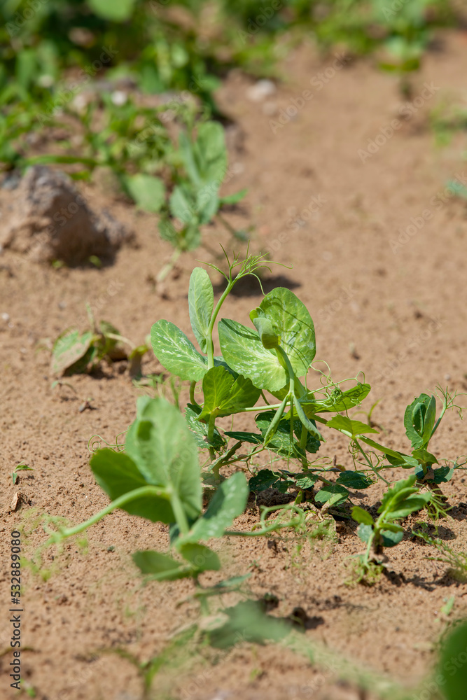 Green pea sprouts in the field Green pea sprouts in the field