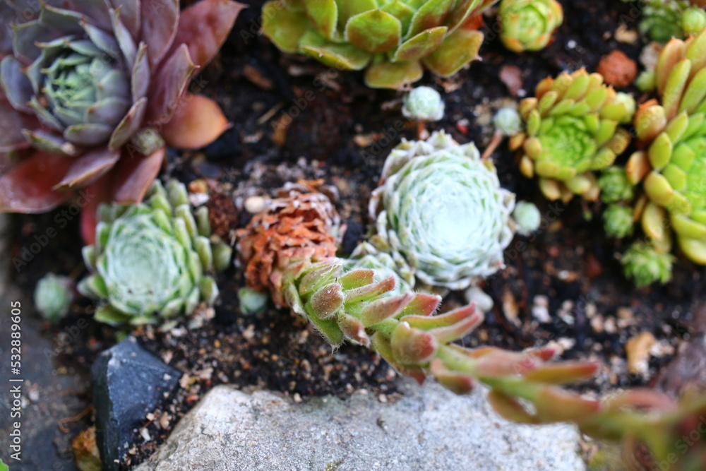 Obraz premium Sempervivum Zuckerwatte Rojnik 