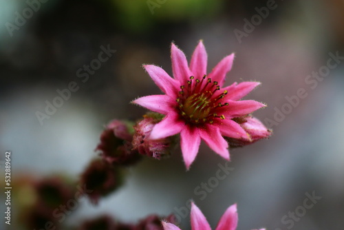 Sempervivum Zuckerwatte Rojnik 