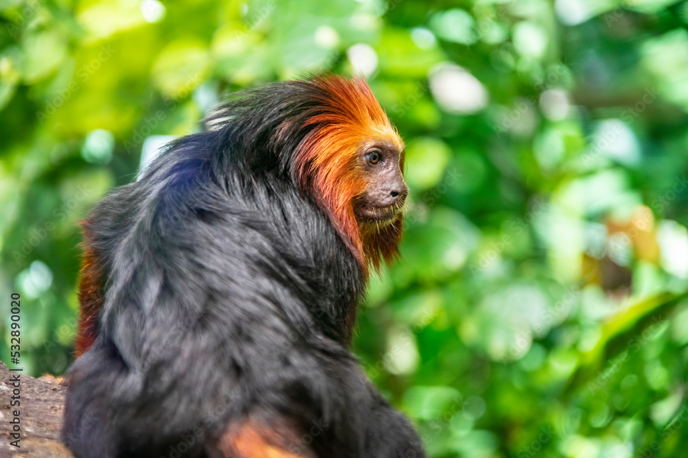 Obraz premium The golden-headed lion tamarin (Leontopithecus chrysomelas) is a lion tamarin endemic to Brazil. It is considered to be an endangered species.