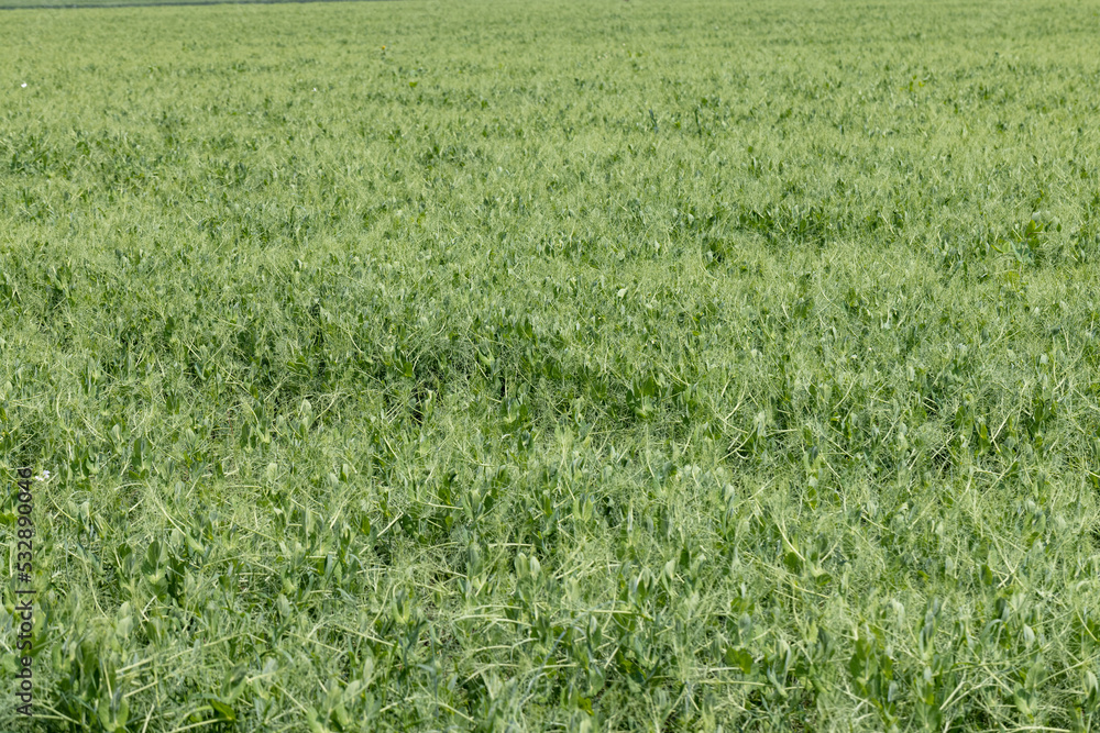 An agricultural field where green peas grow during flowering An agricultural field where green peas grow during flowering
