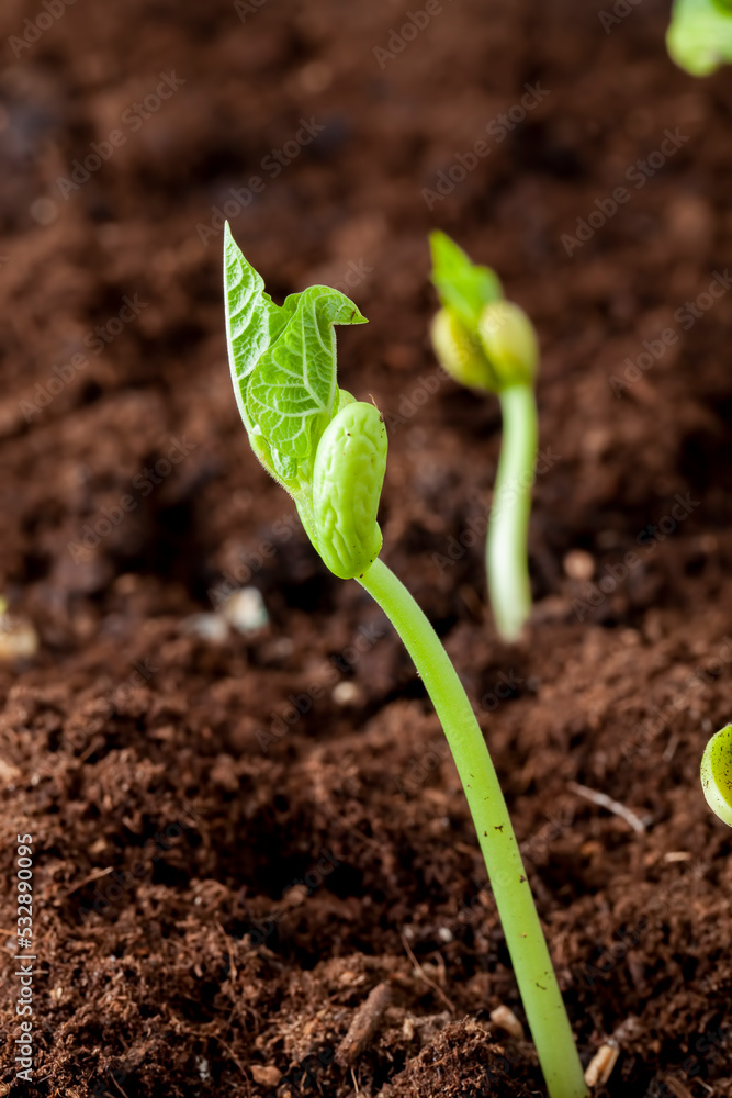 Green pea sprouts in the field Green pea sprouts in the field