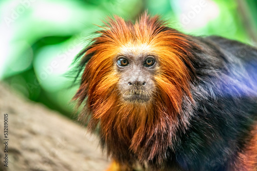 The golden-headed lion tamarin (Leontopithecus chrysomelas) is a lion tamarin endemic to Brazil. It is considered to be an endangered species.